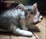 Udina de Maneki Neko - Norvégien