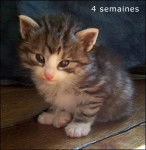 Unan de Maneki Neko - Norvégien