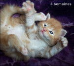 Ukô de Maneki Neko - Norvégien