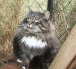 Ratatosk Feux d&#39;Aurès - Norvégien