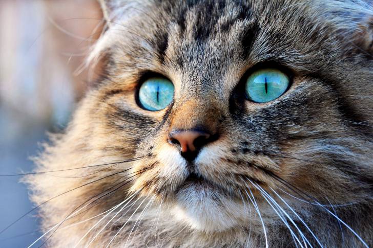 Tête d'un chat Norvégien aux yeux bleu-vert