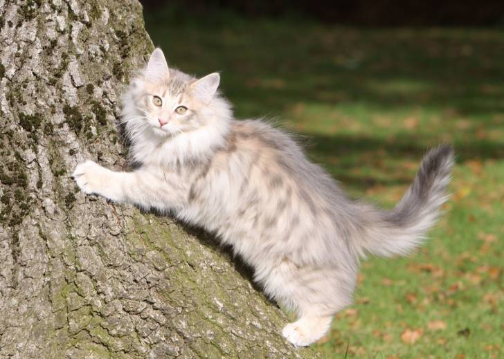 Un jeune chat Norvégien grimpe à un arbre