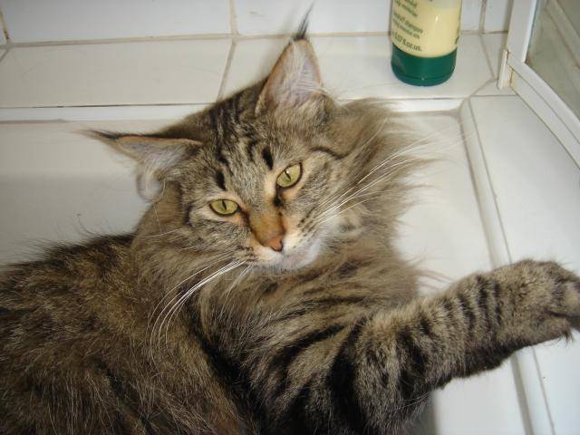 Site de chat nostalgie