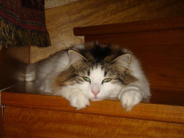 Chats des forêts norvégiennes Blanche neige - Norvégien