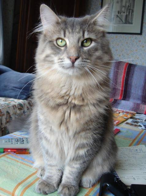 Bruno, chat des forets Norvegiennes - Norvégien