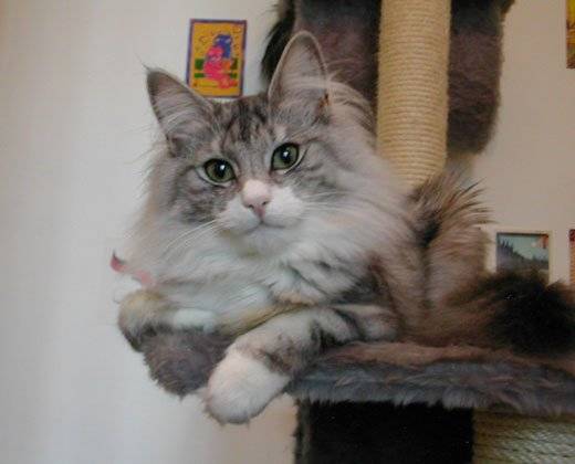 Thodbjorn Swan des Jardins de Plaisance - Norvégien (1 an)