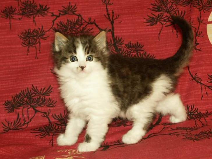 Bel-Ami - Norvégien