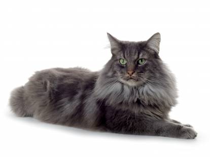 Un chat Norvégien gris allongé sur un fond blanc