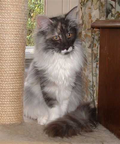 Norvégien - Norvégien