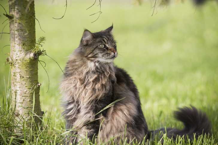 Le Norvégien dotée d’une fourrure abondante