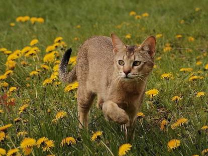 Un chat Chausie marche dans un jardin avec des pissenlits