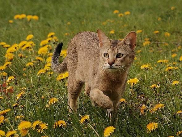 Un Chausie gambade dans l'herbe