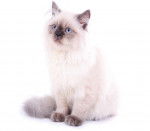 Photo Colourpoint Shorthair