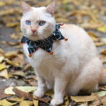 Photo Colourpoint Shorthair