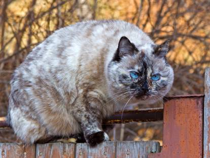 Un chat de race Colourpoint marche sur une palissade en bois