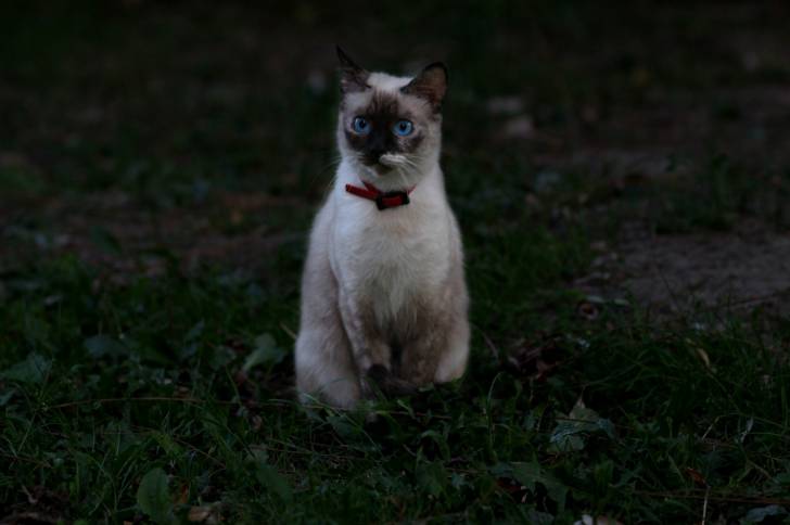 Photo Colourpoint Shorthair