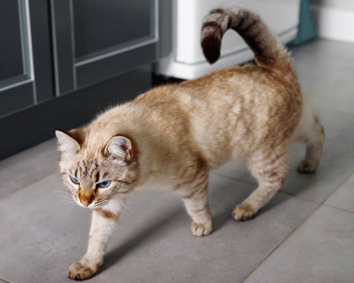 Photo Colourpoint Shorthair