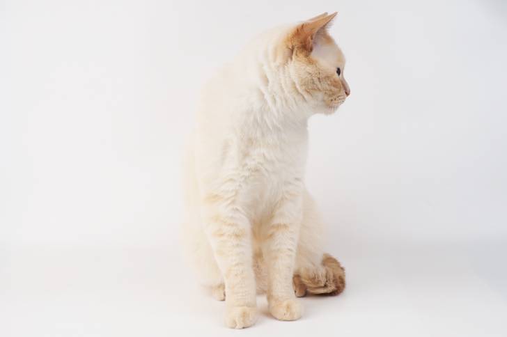 Photo Colourpoint Shorthair