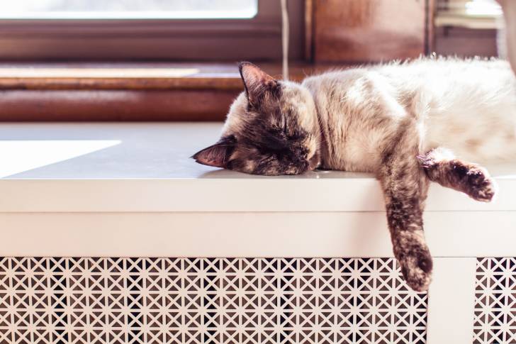 Photo Colourpoint Shorthair