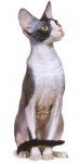 Cornish Rex - Cornish Rex