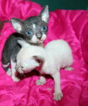 Cornish Rex - Cornish Rex