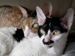 Le Cornish Rex - Cornish Rex