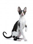Photo Cornish Rex