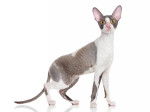 Photo Cornish Rex