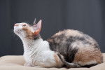 Photo Cornish Rex