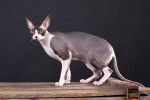 Photo Cornish Rex