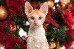 Photo Cornish Rex