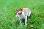 Photo Cornish Rex