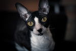 Un Cornish Rex bicolore blanc et noir
