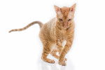 Photo Cornish Rex