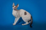 Photo Cornish Rex