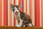 Photo Cornish Rex