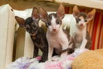 Photo Cornish Rex