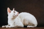 Photo Cornish Rex