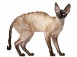 Photo Cornish Rex