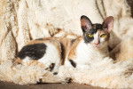 Un cornish Rex tricolore allongé sur une couverture