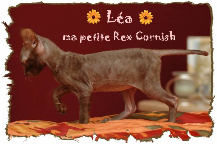 Ma petite Léa 2 - Cornish Rex