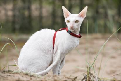 Un Cornish Rex entièrement blanc pendant une promenade en laisse