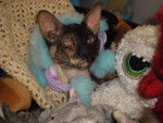 Nefer-titi - Cornish Rex Femelle (2 ans)