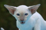 Le Cornish Rex - Cornish Rex