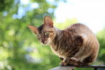 Photo Cornish Rex