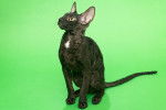 Photo Cornish Rex