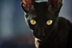 Photo Cornish Rex
