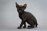 Photo Cornish Rex