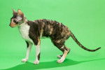 Photo Cornish Rex