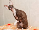 Photo Cornish Rex